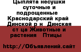 Цыплята несушки суточные и подрощенные - Краснодарский край, Динской р-н, Динская ст-ца Животные и растения » Птицы   